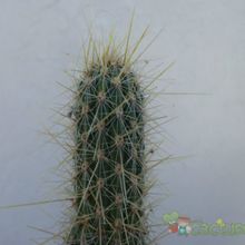Una foto de Cleistocactus smaragdiflorus