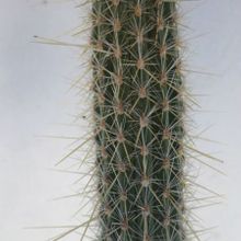 Una foto de Cleistocactus smaragdiflorus