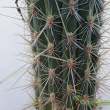 Una foto de Cleistocactus smaragdiflorus