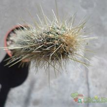 Una foto de Cleistocactus smaragdiflorus
