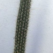 Una foto de Cleistocactus smaragdiflorus