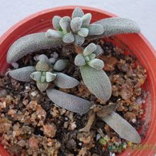 A photo of Crassula namaquensis  