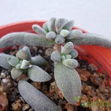 A photo of Crassula namaquensis  