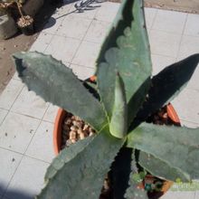 Una foto de Agave americana