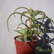 Una foto de Aloe arborescens