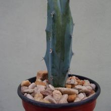 A photo of Myrtillocactus geometrizans