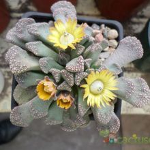 A photo of Titanopsis calcarea