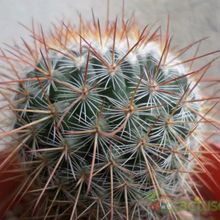 Una foto de Mammillaria rekoi