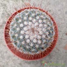 Una foto de Mammillaria rekoi