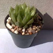 Una foto de Haworthia gracilis