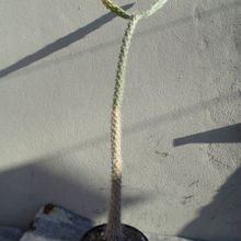 A photo of Opuntia schickendantzii