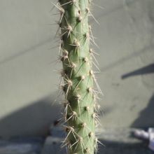 A photo of Opuntia schickendantzii