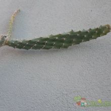 A photo of Opuntia schickendantzii