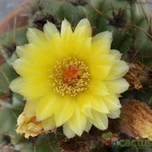 A photo of Parodia linkii