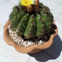 A photo of Parodia linkii