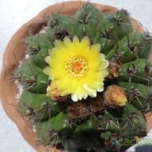 A photo of Parodia linkii