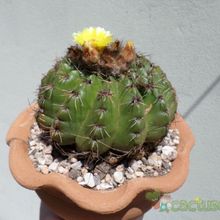 A photo of Parodia linkii
