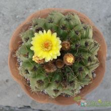 A photo of Parodia linkii