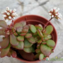 Una foto de Crassula pubescens subsp. radicans