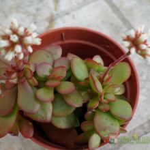 Una foto de Crassula pubescens subsp. radicans