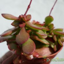 Una foto de Crassula pubescens subsp. radicans