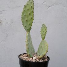 A photo of Opuntia schickendantzii