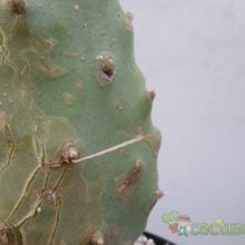 A photo of Opuntia schickendantzii