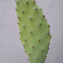A photo of Opuntia schickendantzii