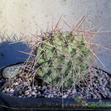 Una foto de Opuntia sulphurea