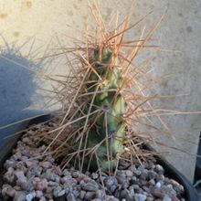 Una foto de Opuntia sulphurea