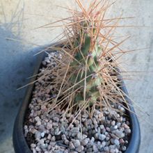 Una foto de Opuntia sulphurea