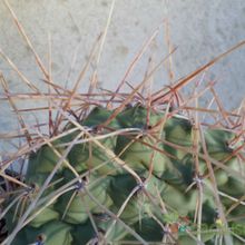 Una foto de Opuntia sulphurea