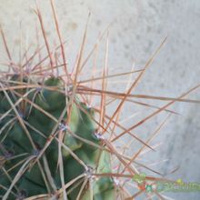 Una foto de Opuntia sulphurea