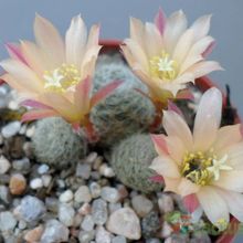 A photo of Rebutia heliosa x pulvinosa cv. sunrise (HIBRIDO)