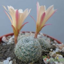 A photo of Rebutia heliosa x pulvinosa cv. sunrise (HIBRIDO)