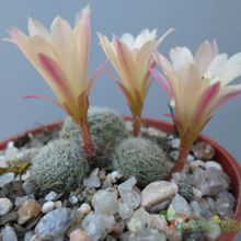 A photo of Rebutia heliosa x pulvinosa cv. sunrise (HIBRIDO)