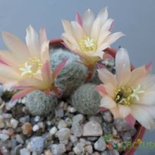 A photo of Rebutia heliosa x pulvinosa cv. sunrise (HIBRIDO)