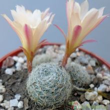 A photo of Rebutia heliosa x pulvinosa cv. sunrise (HIBRIDO)
