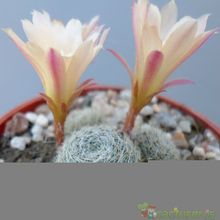 A photo of Rebutia heliosa x pulvinosa cv. sunrise (HIBRIDO)