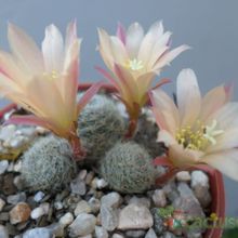 A photo of Rebutia heliosa x pulvinosa cv. sunrise (HIBRIDO)