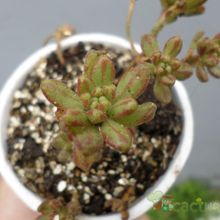 A photo of Aeonium sedifolium