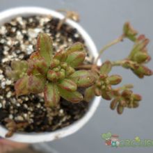 A photo of Aeonium sedifolium