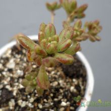 A photo of Aeonium sedifolium