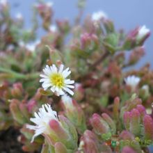 A photo of Mesembryanthemum nodiflorum  