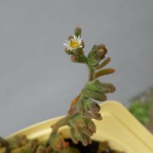A photo of Mesembryanthemum nodiflorum  