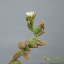 A photo of Mesembryanthemum nodiflorum  
