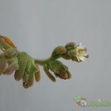 A photo of Mesembryanthemum nodiflorum  