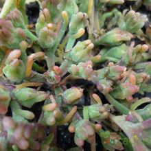 A photo of Mesembryanthemum nodiflorum  