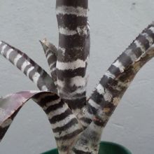 Una foto de Cryptanthus zonatus