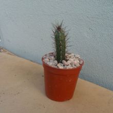 Una foto de Harrisia pomanensis